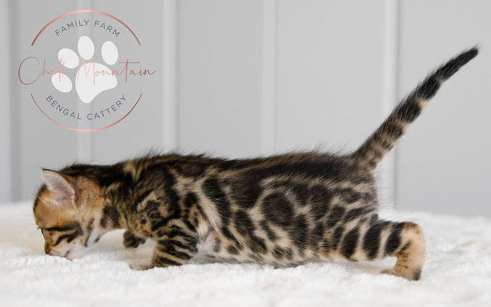 bengal kittens for sale